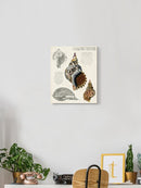 Seashell Field Notes I Wall Art -Naomi McCavitt Designs