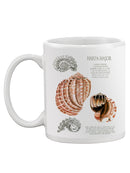 Seashell Field Notes Ii Mug -Naomi McCavitt Designs