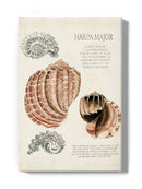 Seashell Field Notes Ii Wall Art -Naomi McCavitt Designs