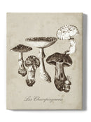 Les Champignons I Wall Art -Naomi McCavitt Designs