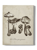 Les Champignons Wall Art -Naomi McCavitt Designs