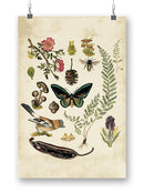 Drawings From The Forest Wall Art -Naomi McCavitt Designs