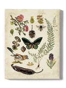 Drawings From The Forest Wall Art -Naomi McCavitt Designs