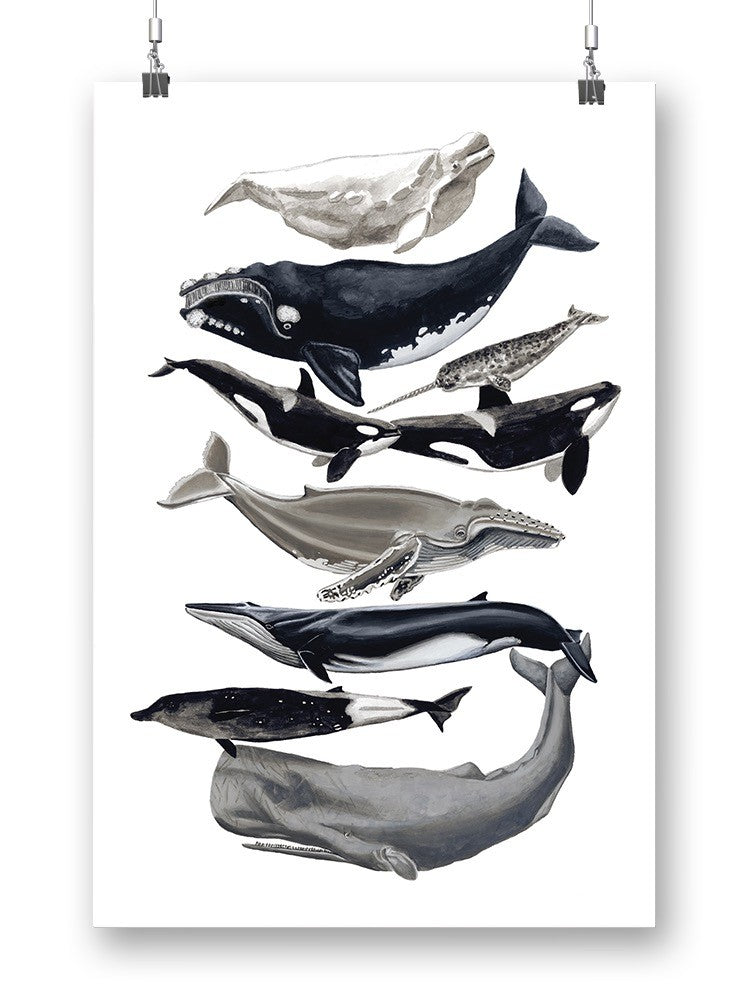 Whale Displa. I Wall Art -Naomi McCavitt Designs