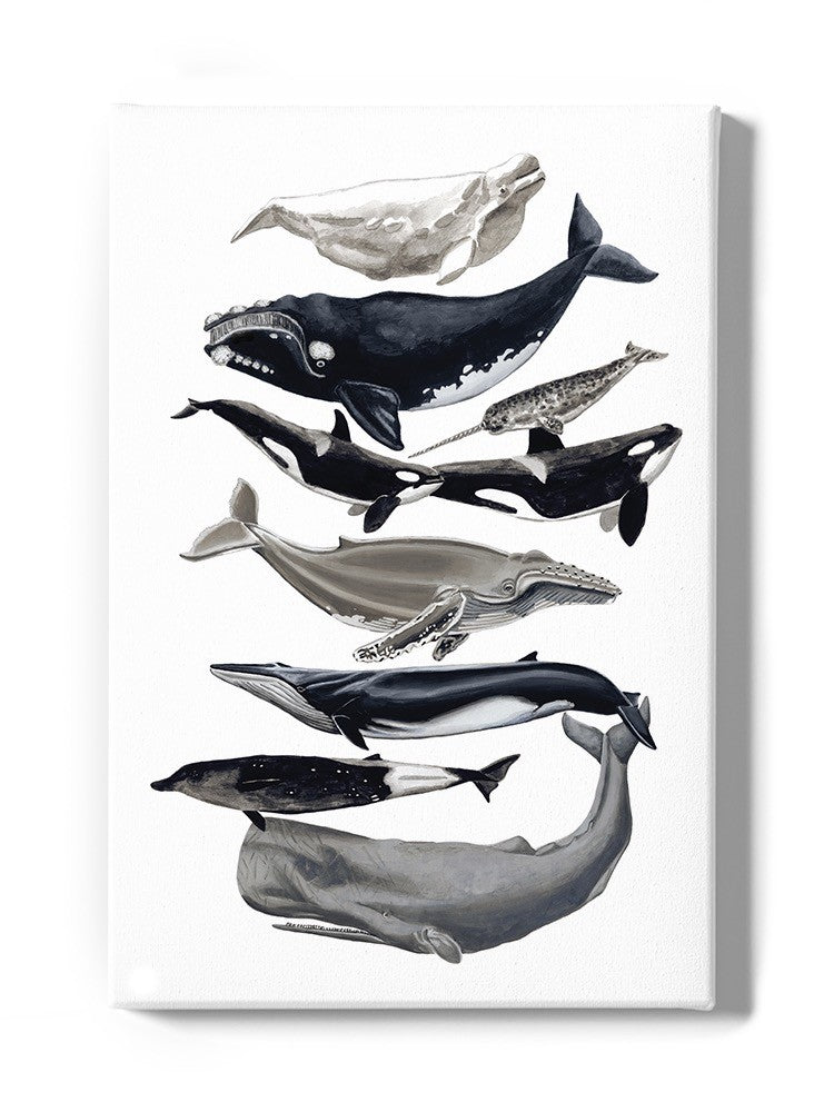 Whale Displa. I Wall Art -Naomi McCavitt Designs