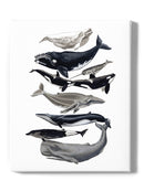 Whale Displa. I Wall Art -Naomi McCavitt Designs