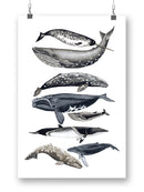 Whale Display Ii. Wall Art -Naomi McCavitt Designs