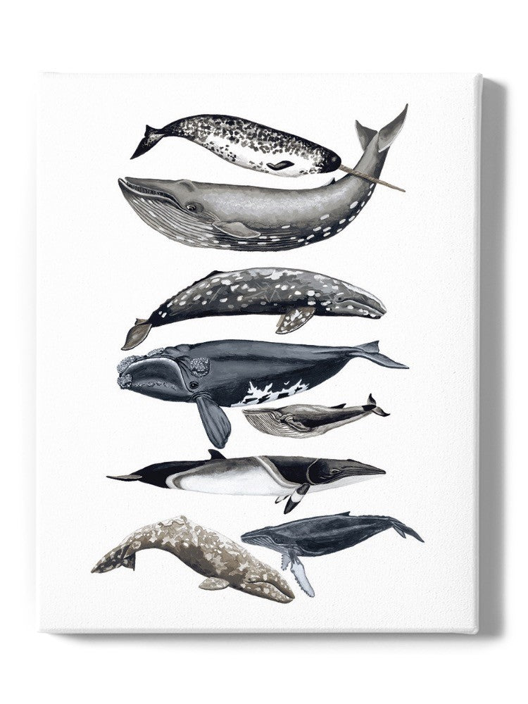 Whale Display Ii. Wall Art -Naomi McCavitt Designs