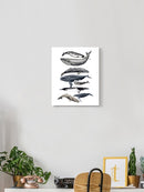 Whale Display Ii. Wall Art -Naomi McCavitt Designs
