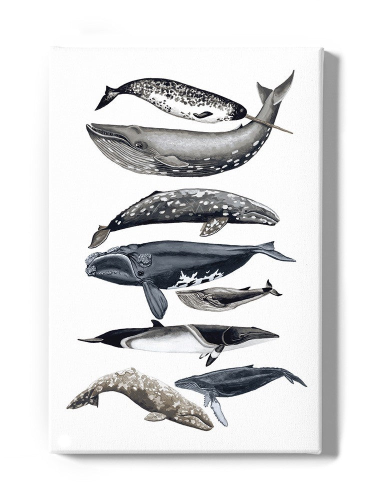 Whale Display Ii. Wall Art -Naomi McCavitt Designs