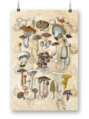 Mycological Study Wall Art -Naomi McCavitt Designs