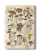 Mycological Study Wall Art -Naomi McCavitt Designs