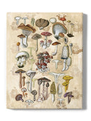 Mycological Study Wall Art -Naomi McCavitt Designs