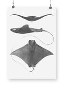 Grey-Scale Stingrays. Ii Wall Art -Studio W Designs