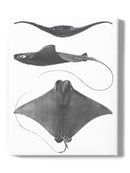 Grey-Scale Stingrays. Ii Wall Art -Studio W Designs