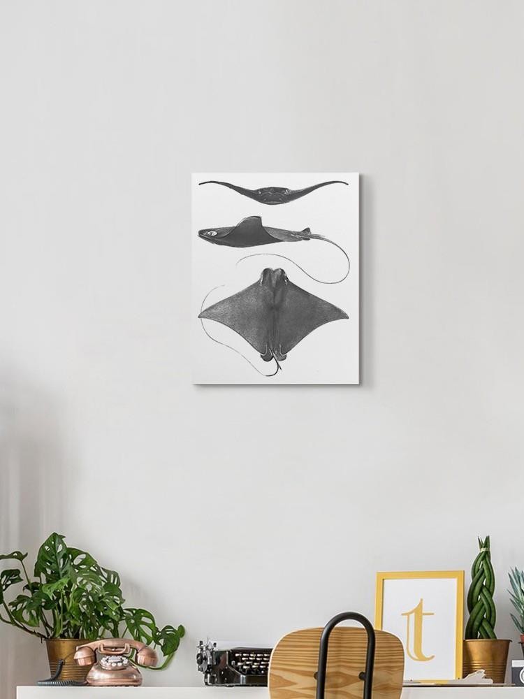 Grey-Scale Stingrays. Ii Wall Art -Studio W Designs