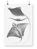 Grey-Scale Stingrays. Iii Wall Art -Studio W Designs