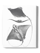 Grey-Scale Stingrays. Iii Wall Art -Studio W Designs