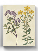 Garden Pairings Ii Wall Art -Sydenham Edwards Designs