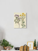 Garden Pairings Ii Wall Art -Sydenham Edwards Designs