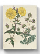 Garden Pairings Iii Wall Art -Sydenham Edwards Designs