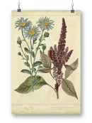 Prince's Feather Wall Art -Sydenham Edwards Designs