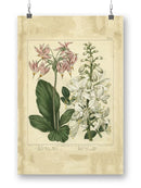 Garden Flora Iv Wall Art -Sydenham Edwards Designs