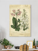Garden Flora Iv Wall Art -Sydenham Edwards Designs