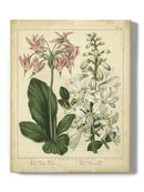 Garden Flora Iv Wall Art -Sydenham Edwards Designs