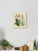 Garden Flora Iv Wall Art -Sydenham Edwards Designs