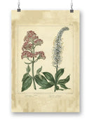 Garden Flora Vi Wall Art -Sydenham Edwards Designs