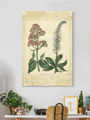 Garden Flora Vi Wall Art -Sydenham Edwards Designs