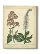 Garden Flora Vi Wall Art -Sydenham Edwards Designs