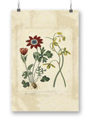 Small Garden Display Ii Wall Art -Sydenham Edwards Designs