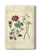 Small Garden Display Ii Wall Art -Sydenham Edwards Designs