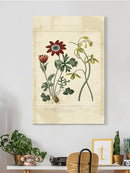 Small Garden Display Ii Wall Art -Sydenham Edwards Designs
