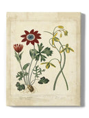 Small Garden Display Ii Wall Art -Sydenham Edwards Designs