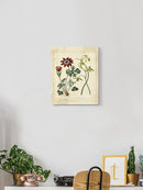 Small Garden Display Ii Wall Art -Sydenham Edwards Designs