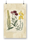 Small Garden Display Iii Wall Art -Sydenham Edwards Designs