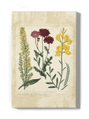 Small Garden Display Iii Wall Art -Sydenham Edwards Designs