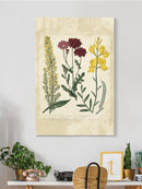 Small Garden Display Iii Wall Art -Sydenham Edwards Designs