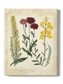 Small Garden Display Iii Wall Art -Sydenham Edwards Designs