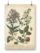 Enchanted Garden. Ii Wall Art -Sydenham Edwards Designs