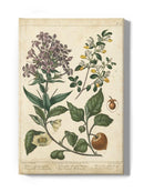 Enchanted Garden. Ii Wall Art -Sydenham Edwards Designs