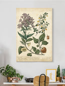 Enchanted Garden. Ii Wall Art -Sydenham Edwards Designs