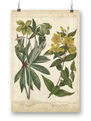 Enchanted Garden. Iii Wall Art -Sydenham Edwards Designs