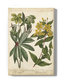 Enchanted Garden. Iii Wall Art -Sydenham Edwards Designs