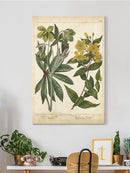 Enchanted Garden. Iii Wall Art -Sydenham Edwards Designs