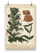 Enchanted Garden. Iv Wall Art -Sydenham Edwards Designs