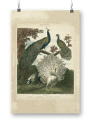 Peacock Gathering Wall Art -Sydenham Edwards Designs